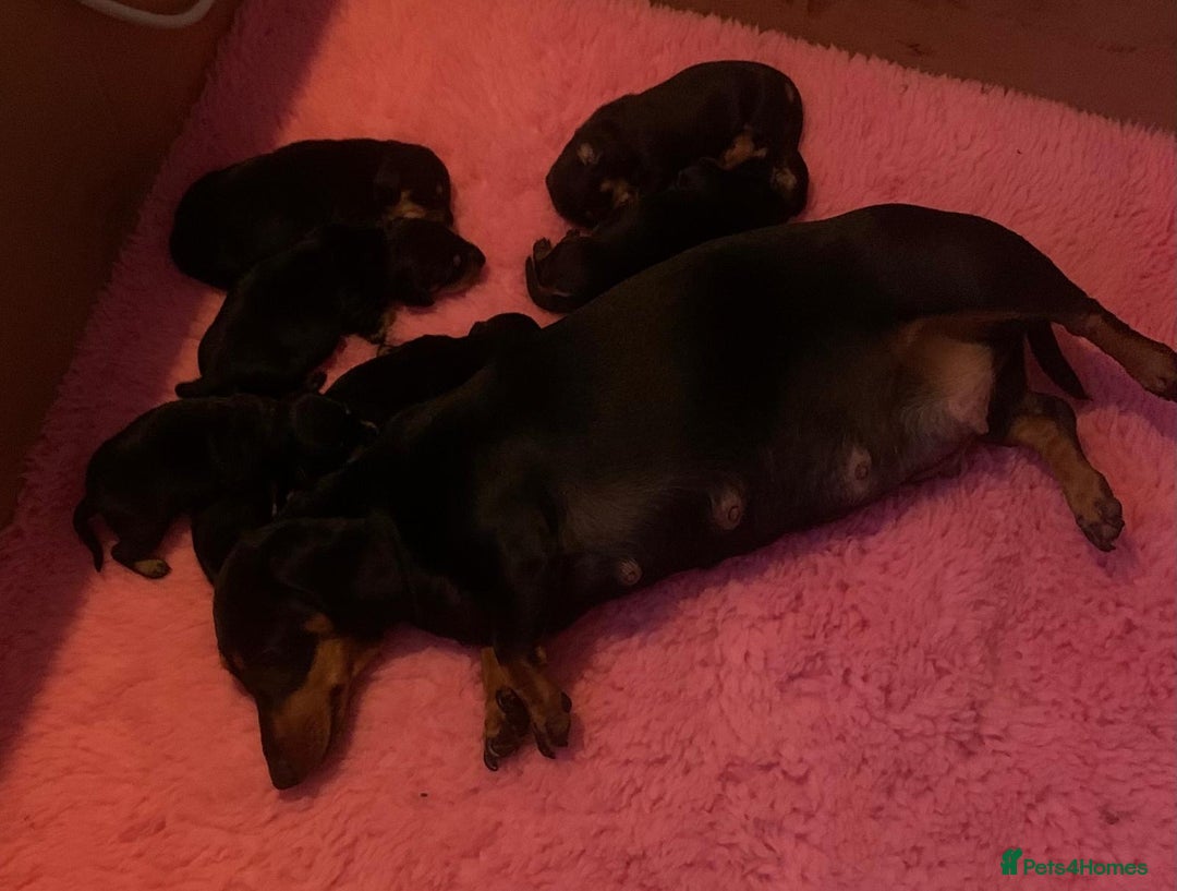 Dachshund dogs for sale: Dachund - Image 5