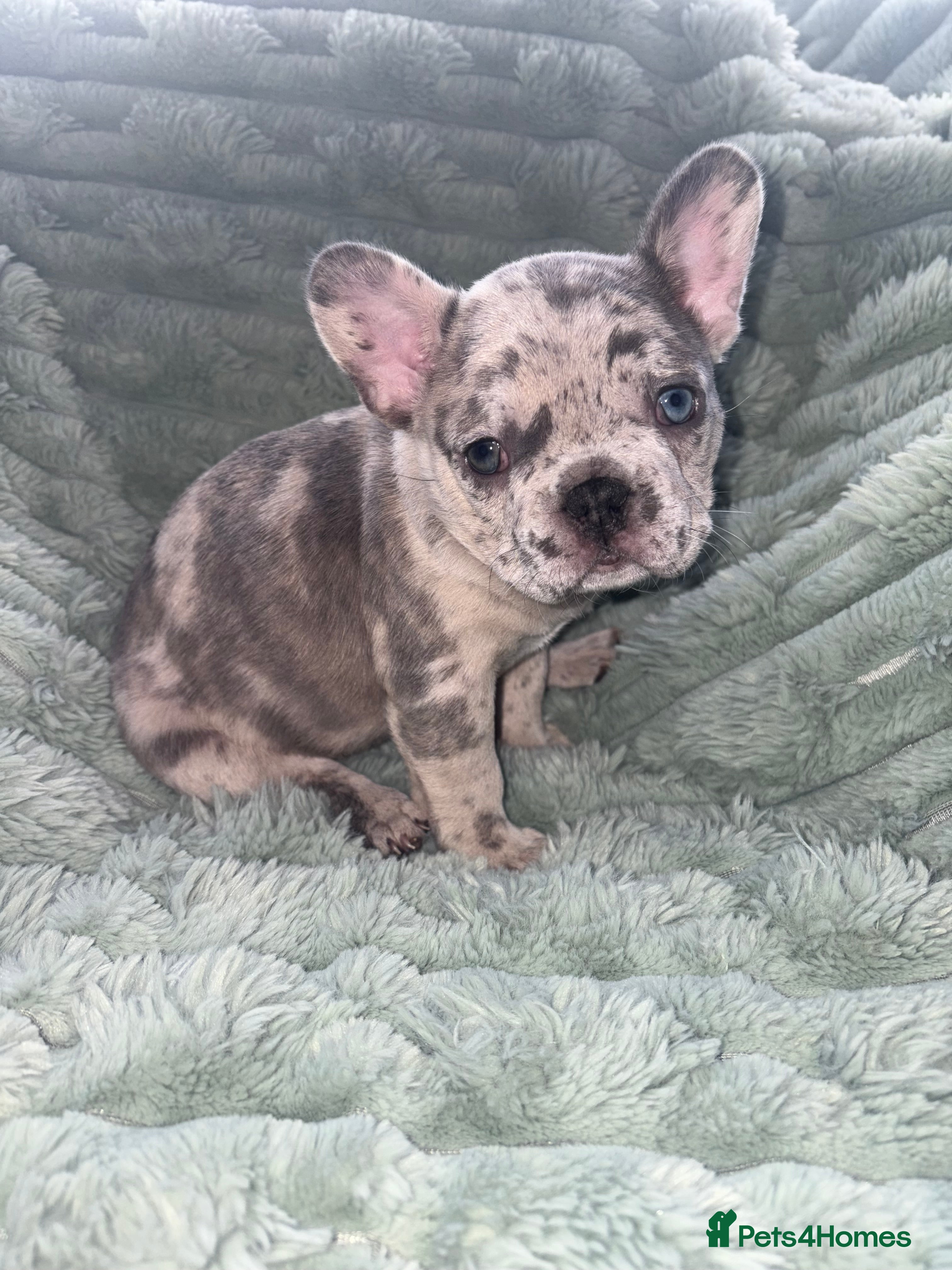 French Bulldog dogs French bulldog puppies  in Barnsley - Advert 1