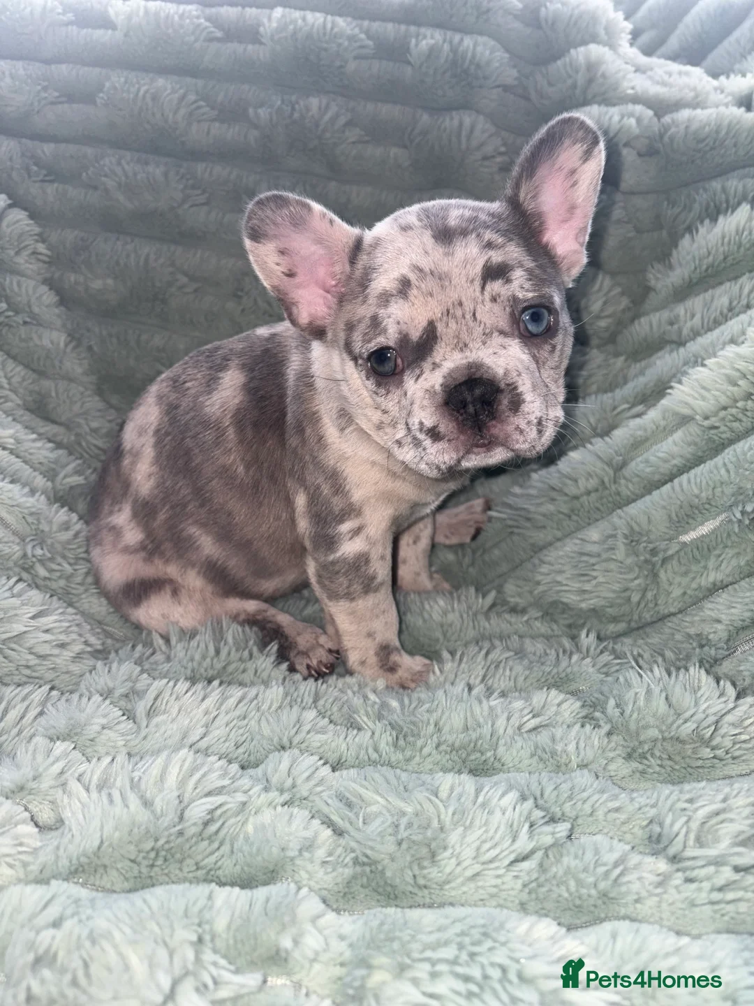 French Bulldog dogs for sale: French bulldog puppies  - Advert 1