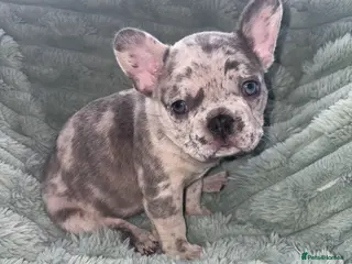 French Bulldog dogs French bulldog puppies in Barnsley - Advert 13