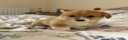 Welsh Corgi Pembroke dogs for sale: KC Pembrokeshire Corgi Puppies with Champion Lines - Advert 7