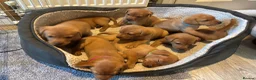 Labrador Retriever dogs for sale: KC registered stunning fox red Labrador puppies   in Llandrindod Wells - Advert 5