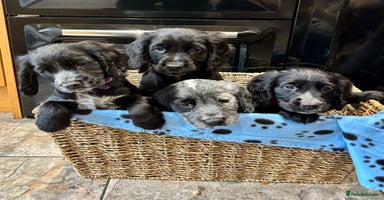 Cocker Spaniel dogs - Advert 7