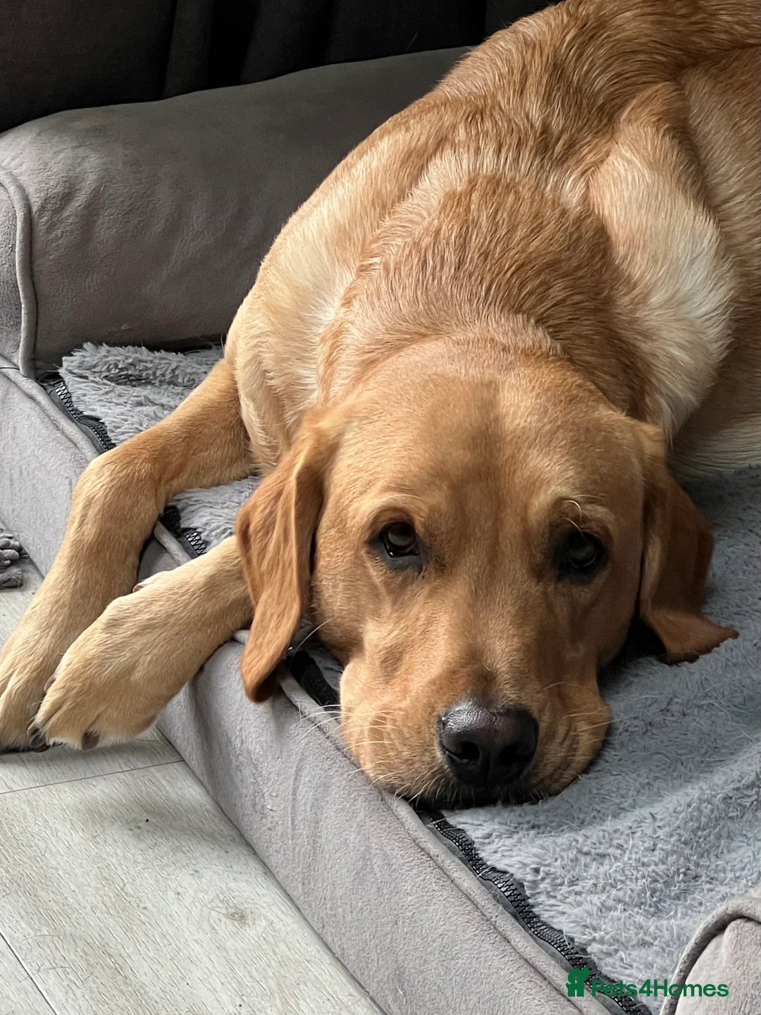 Gallery Image {{count}}