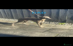 Whippet dogs for sale: ⭐️ Whippet puppies ⭐️ - Image 5