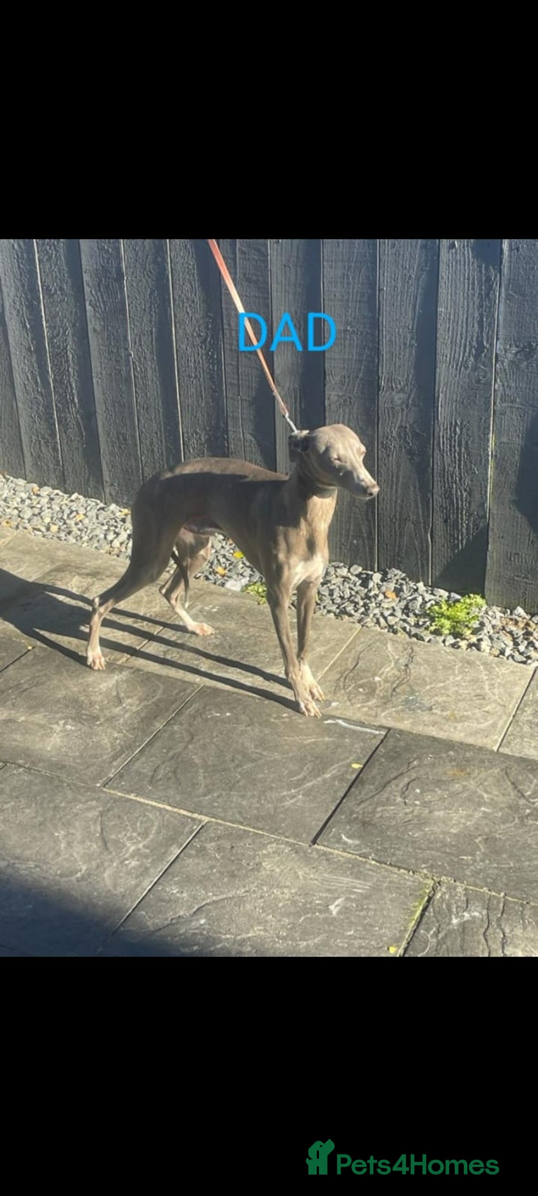 Whippet dogs for sale: ⭐️ Whippet puppies ⭐️ - Image 5