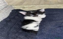Domestic Shorthair cats for sale: Gorgeous mixed kittens  - Image 6