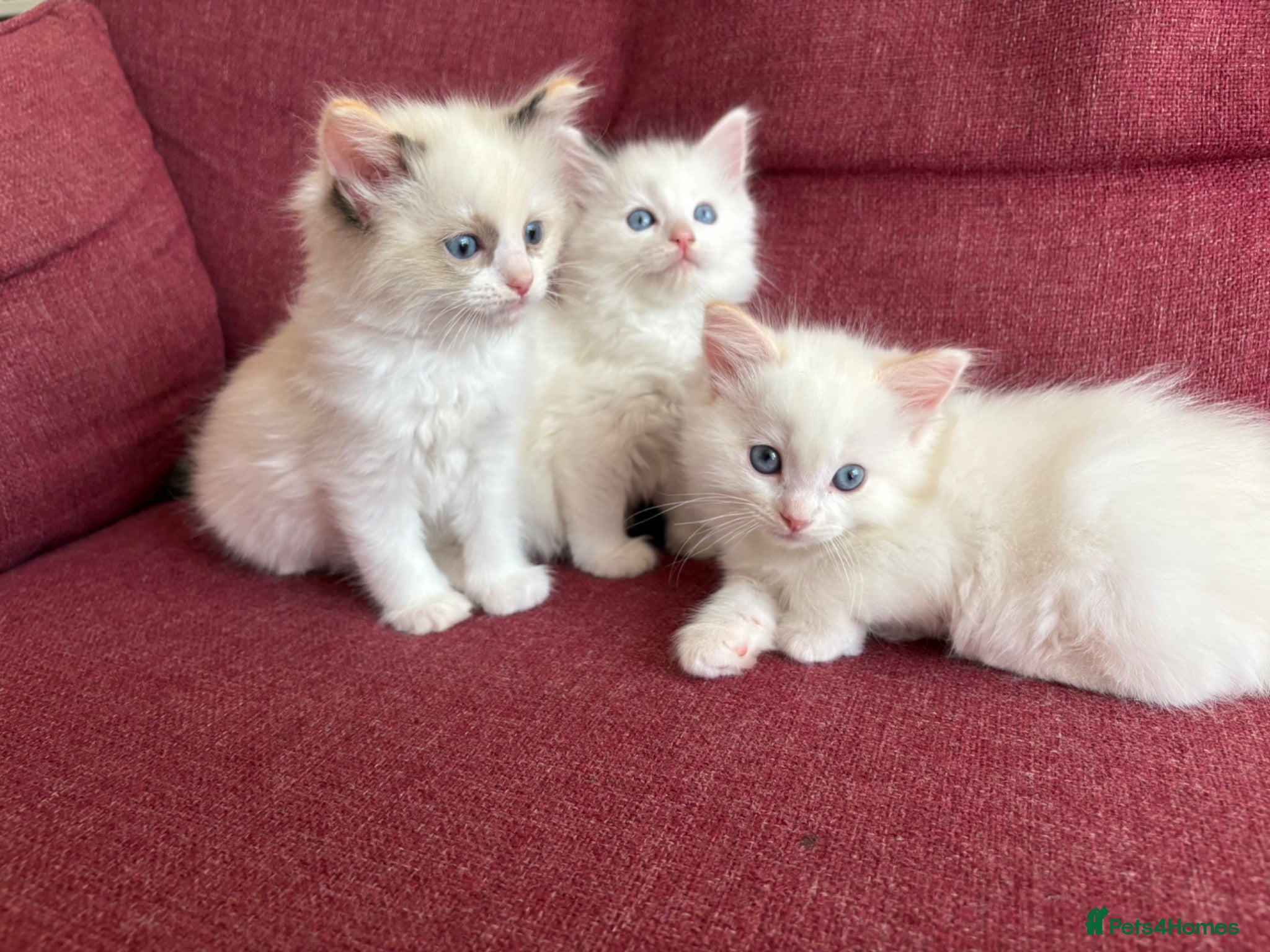 Ragdoll cats Ready Next week-3 Beautiful Fluffy Ragdoll Kittens - Advert 2