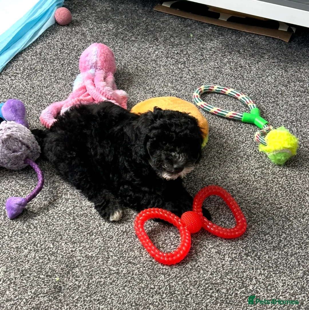 Cockapoo dogs for sale: 10 week old female cockapoo - Advert 2