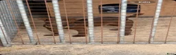 Patterdale Terrier dogs for sale: patterdale terrier  - Advert 6