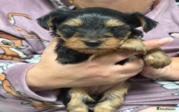 Yorkshire Terrier dogs for sale: Mini Yorkshire terrier - Image 2