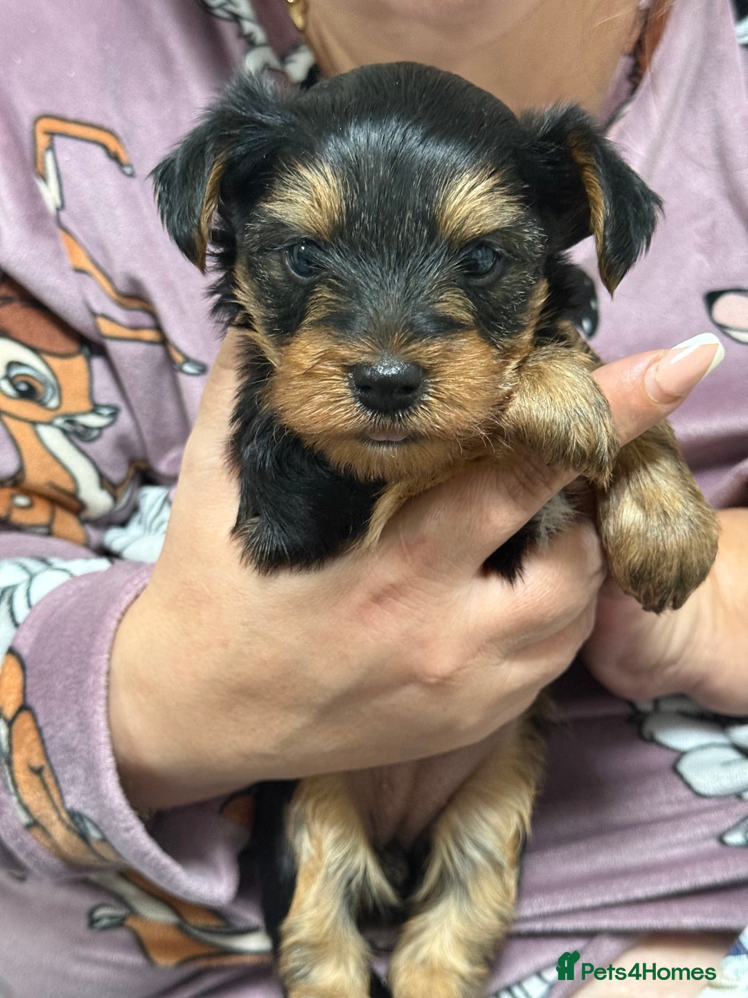 Yorkshire Terrier dogs for sale: Mini Yorkshire terrier - Image 2