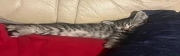 Mixed Breed cats for sale: 5 lovely kittens for sale  - Advert 18