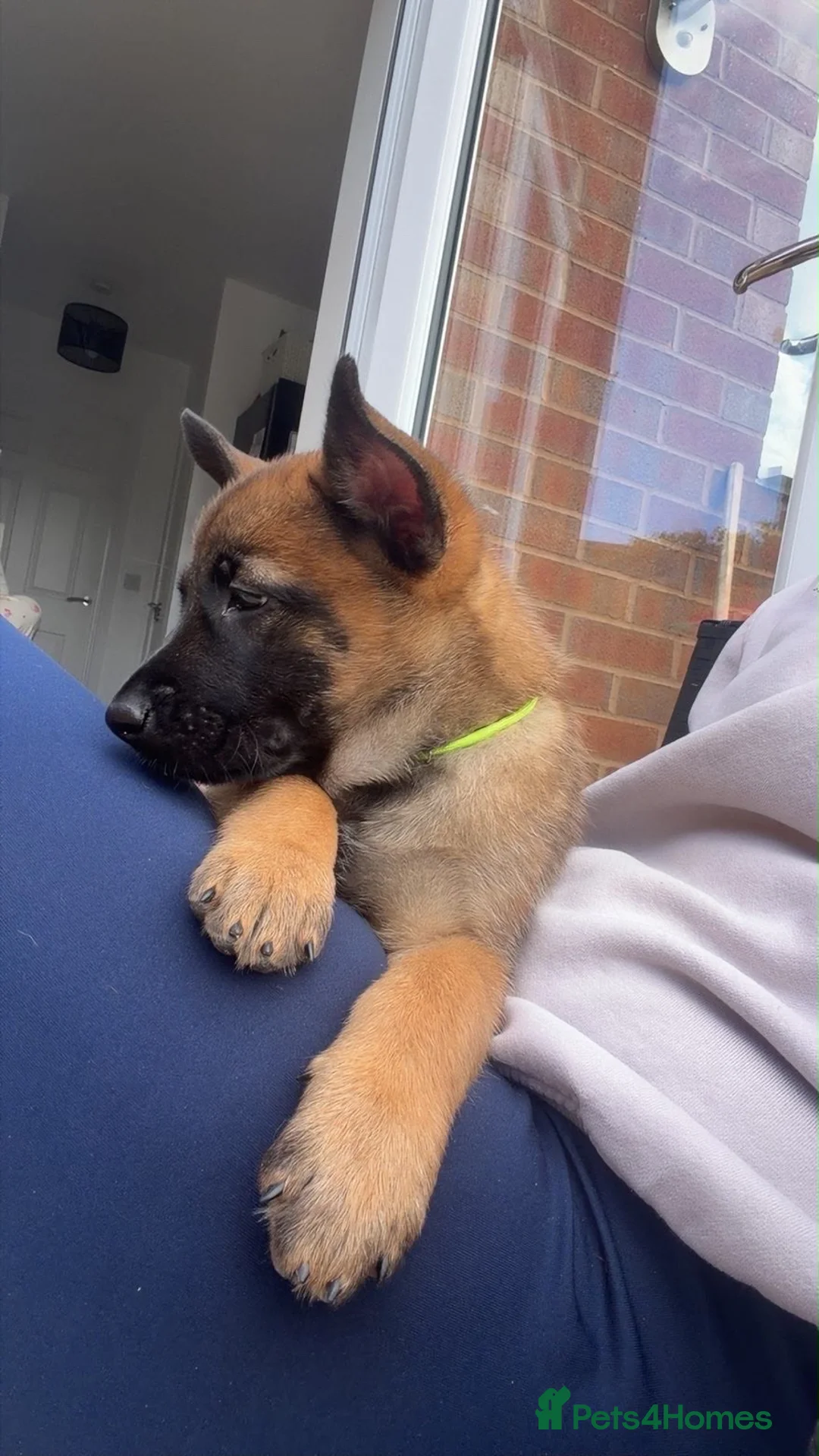 Belgian Shepherd Dog dogs for sale: Beautiful Belgium Shepard Dog in Wolverhampton - Advert 2
