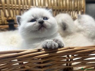 British Shorthair cats - Advert 1