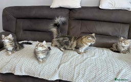 Siberian cats for sale: Purebred- Hypoallergenic Siberian Kittens - Image 4