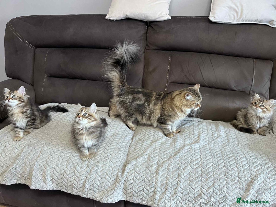 Siberian cats for sale: Purebred- Hypoallergenic Siberian Kittens - Image 4