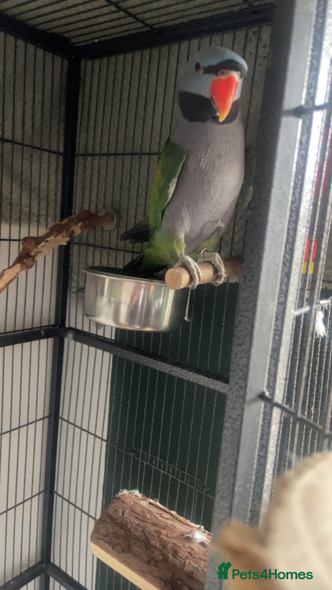 Parakeets birds Lord Darbyan parakeet   - Advert 1