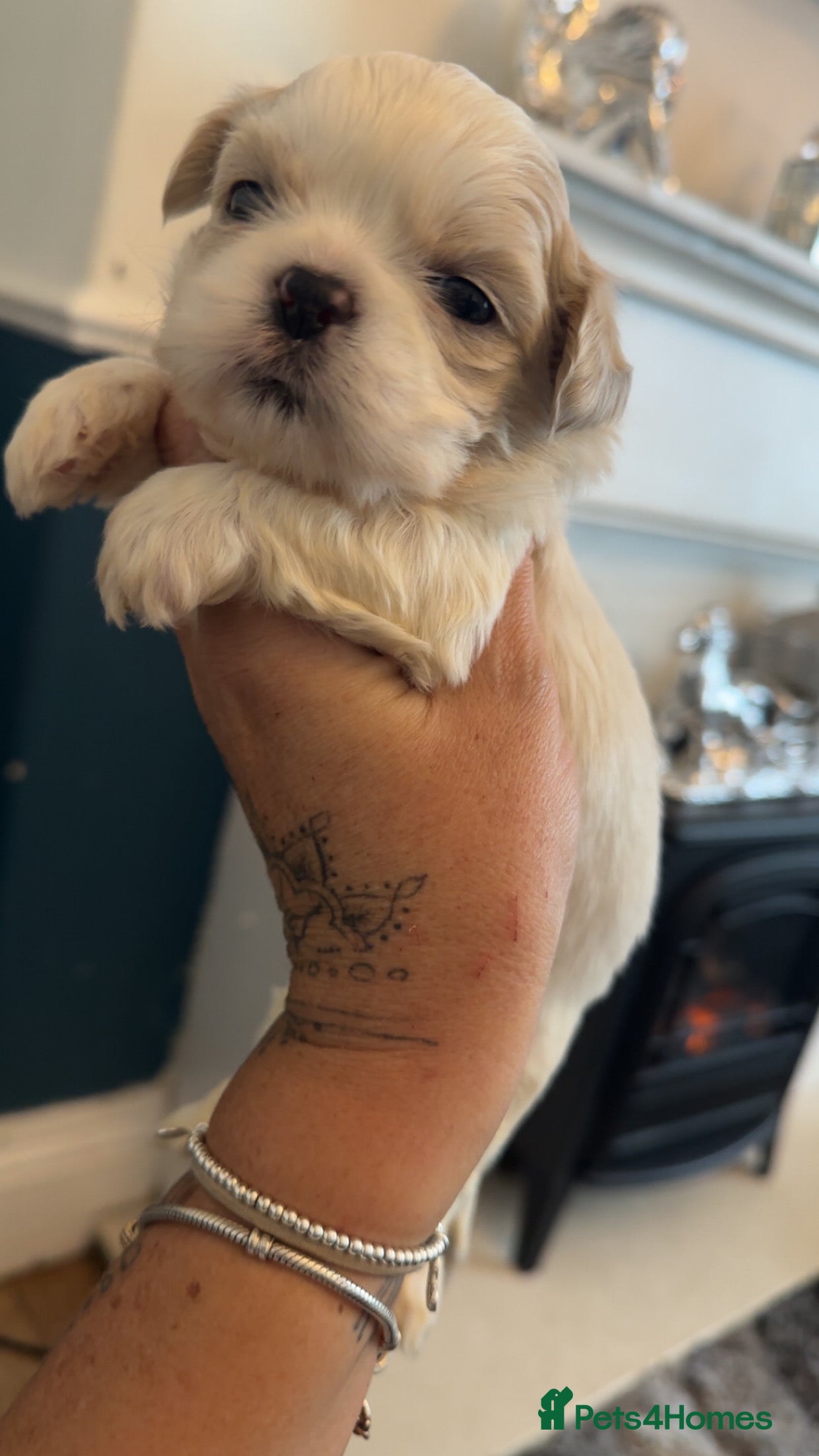 Shih Tzu dogs Stunning imperial shih tzu puppies  - Advert 4