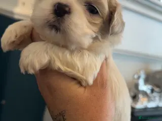 Shih Tzu dogs Stunning imperial shih tzu puppies - Advert 5