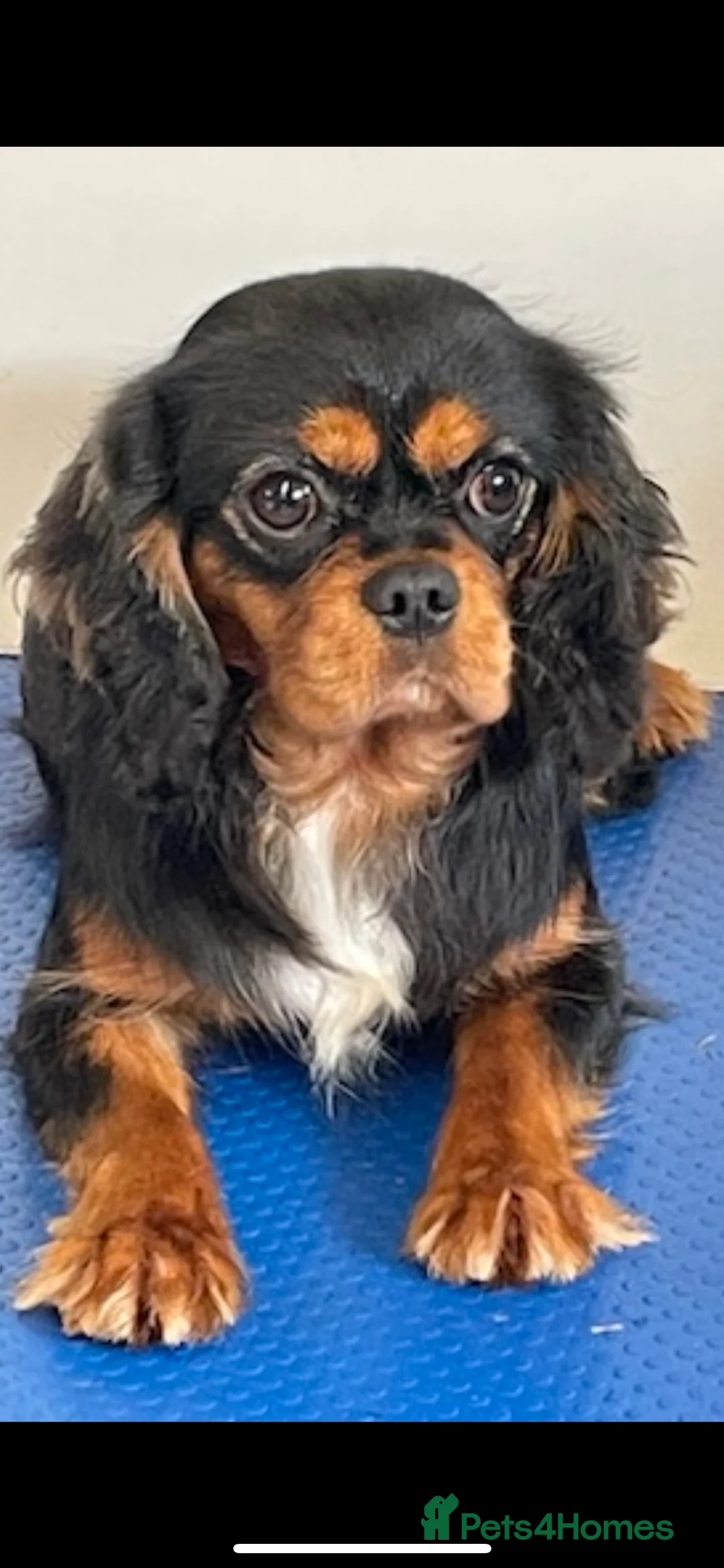 King Charles Spaniel dogs for stud: show quality King Charles cavalier for stud in Southport - Advert 5