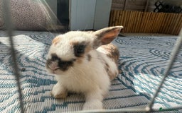 Mixed Breed rabbits for sale: Baby Rabbits  - Image 16