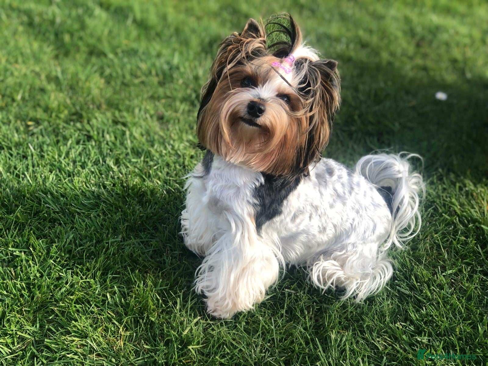 Yorkshire Terrier dogs Beautiful Litter of Six Biewer Terriers! - Advert 2
