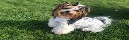 Yorkshire Terrier dogs for sale: Beautiful Litter of Six Biewer Terriers! - Advert 2