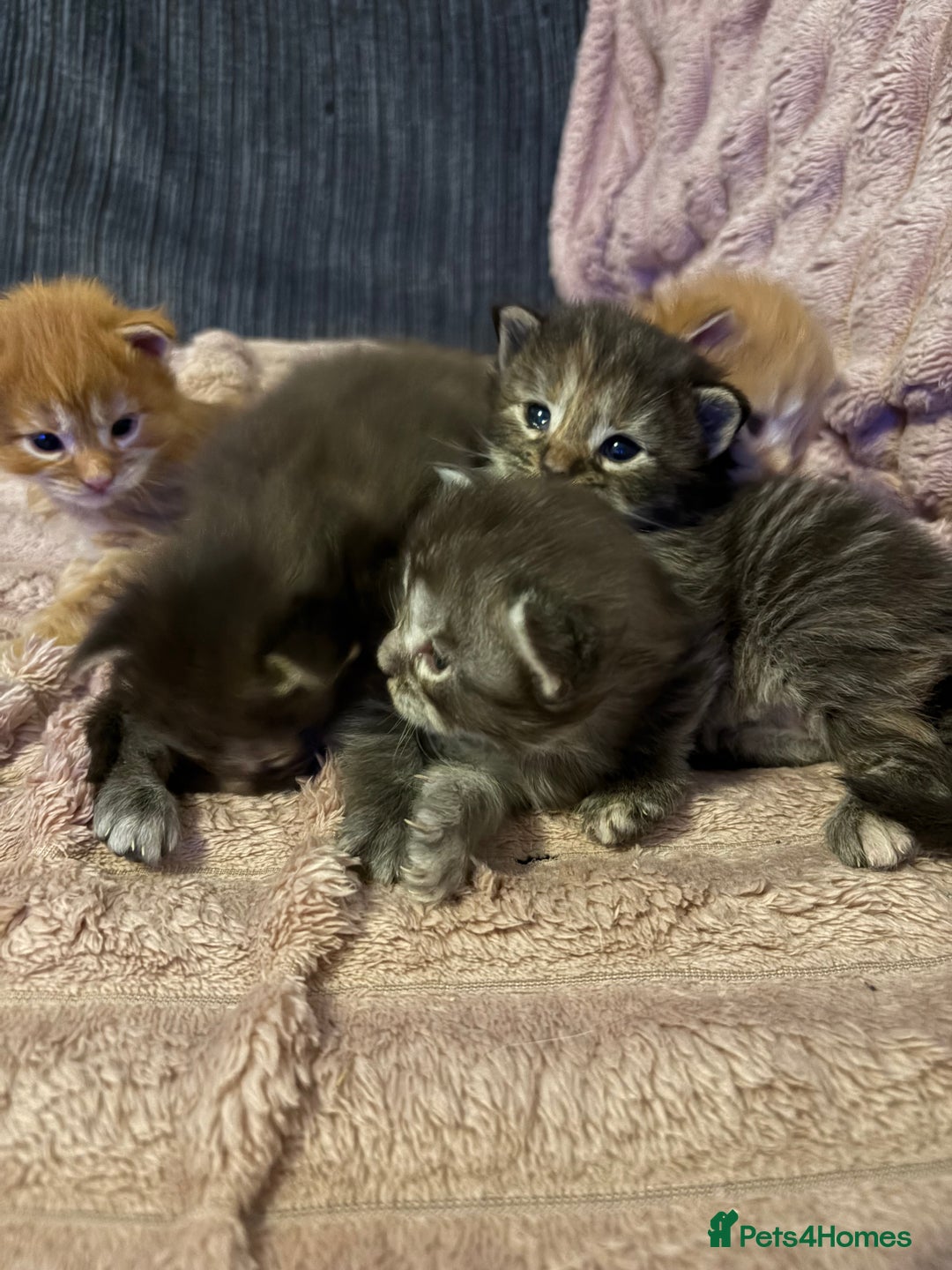 Maine Coon cats for sale: TICA registered Maine coon kittens rare red girl  - Advert 5