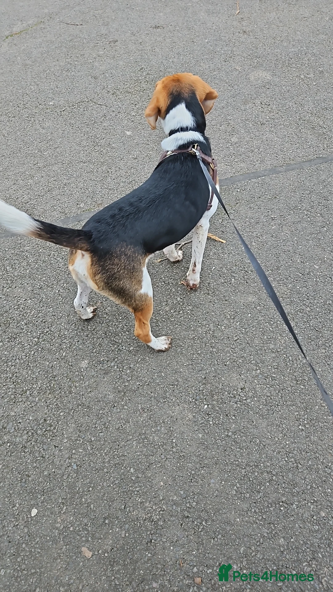 Mixed Breed dogs for sale: Beagle/lab 9 months old - Advert 4