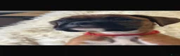 Boxer dogs for sale: Stunning litter of adorable boxer Puppies - Advert 16