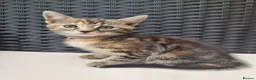 Mixed Breed cats for sale: Beautiful 3/4 Mainecoon cross BSH Kittens For Sale - Advert 10