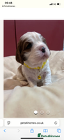 Cavalier King Charles Spaniel dogs King Charles, 1 Blenheim Puppy Available - Advert 2