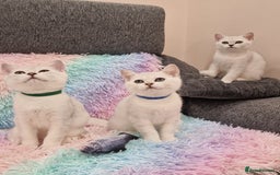 British Shorthair cats for sale: British Shorthair Silver Chinchilla  - Image 19