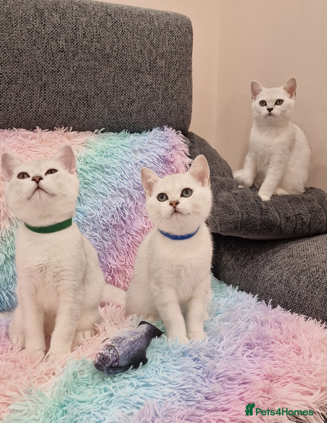British Shorthair cats for sale: British Shorthair Silver Chinchilla  - Image 19