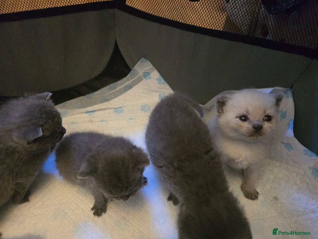 British Shorthair cats for sale: 6 x British Short-haired Blue kittens for sale - Image 28