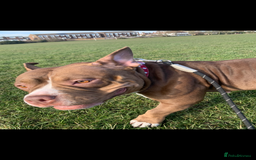 Mixed Breed dogs for sale: Stunning female pocket bully age 3 - Image 11
