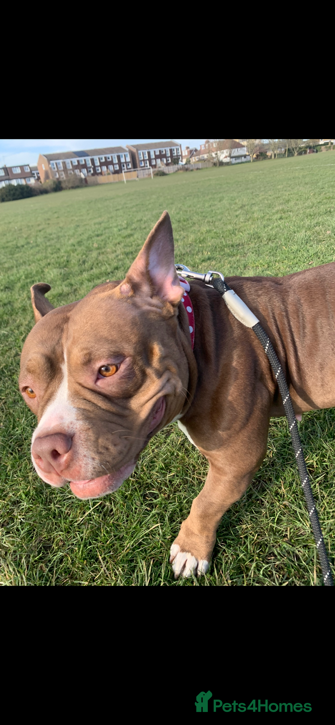 Mixed Breed dogs for sale: Stunning female pocket bully age 3 - Image 11