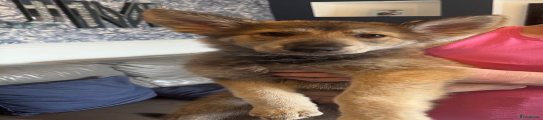 German Shepherd Puppy 2