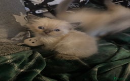Ragdoll cats for sale: 8 week old ragdoll kittens ready to go now  - Image 6