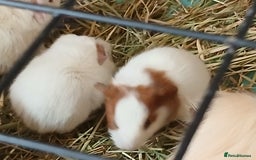 Guinea Pig rodents for sale: Guinea Pig Babies for Sale £40 a pair - Image 7