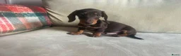 Miniature Dachshund dogs for sale: 4 miniature dachshunds - Advert 24