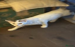 Mixed Breed cats for adoption: ARES BOY - FIONA MIX TURKISH ANGORA GIRL BONDED  - Advert 7