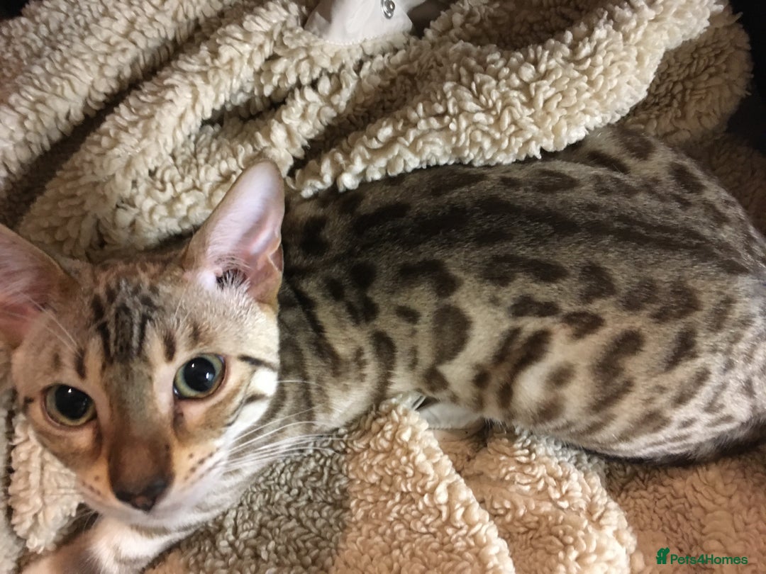 Bengal cats for sale: Oscar Wolfy Thor Rain - Image 7
