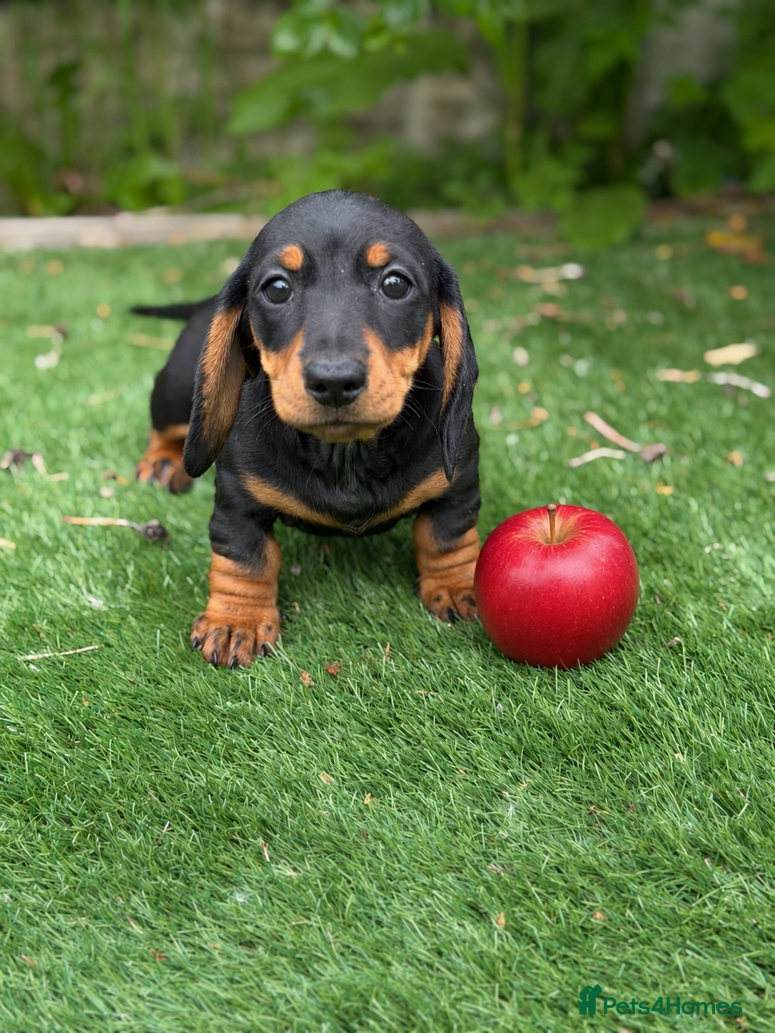 Miniature Dachshund dogs ⭐️ stunning miniature PRA CLEAR dachshunds✨👏  - Advert 2