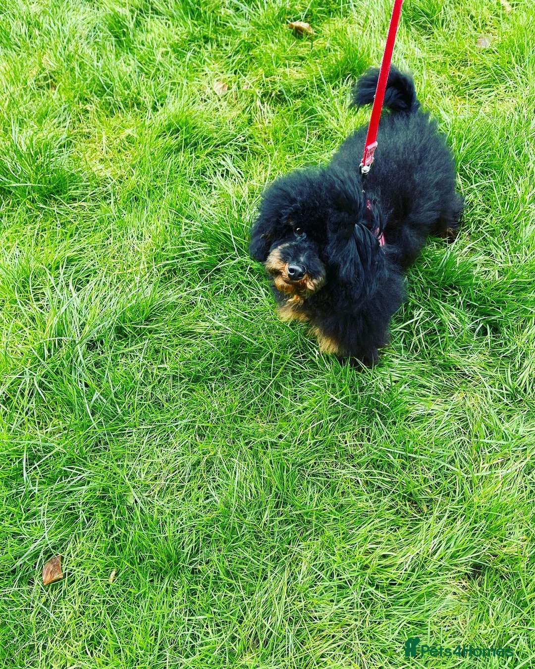 Toy Poodle dogs for stud: PHANTOM TOY POODLE AVAILABLE AT STUD in Grays - Advert 10
