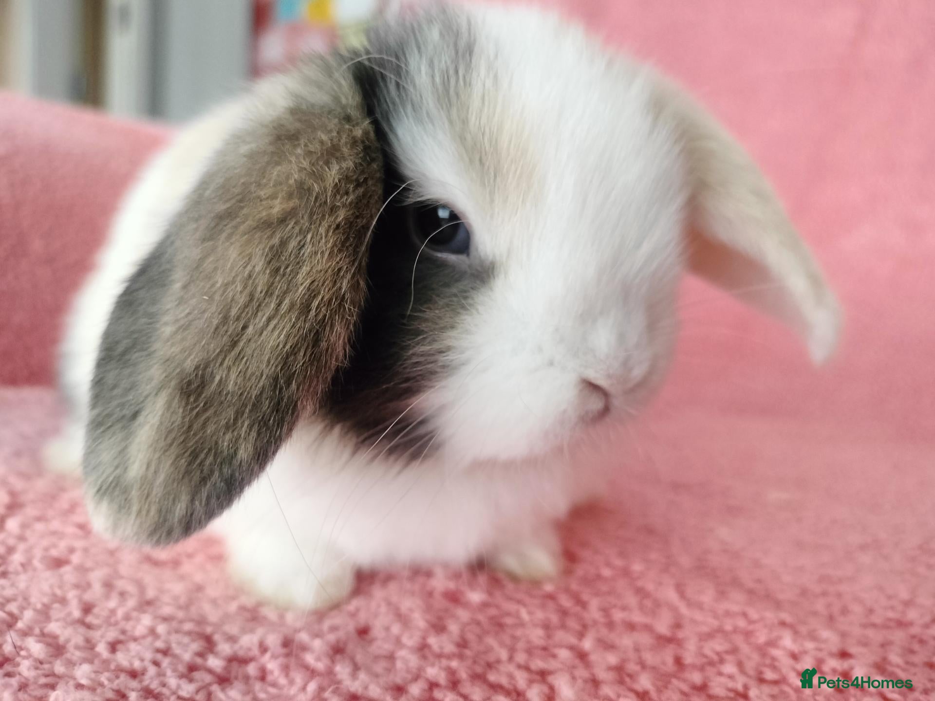 Mini Lop rabbits Baby mini lops for sale  - Advert 17