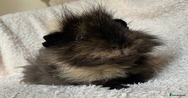Guinea Pig rodents in Beckenham - Advert 11