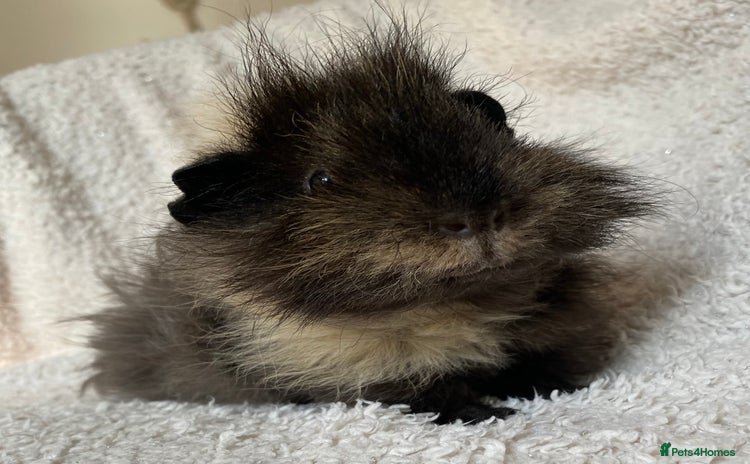 Guinea Pig rodents in Beckenham - Advert 1