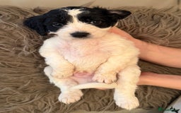 Mixed Breed dogs for sale: Cockerpoo puppies  - Image 7